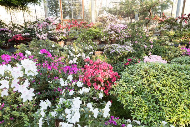 Kwitnienie kolorowych azalii i roślin tropikalnych w starej szklarni Sankt Petersburskiego Ogrodu Botanicznego w słoneczny dzień z pięknym światłem.. - Zdjęcie, obraz