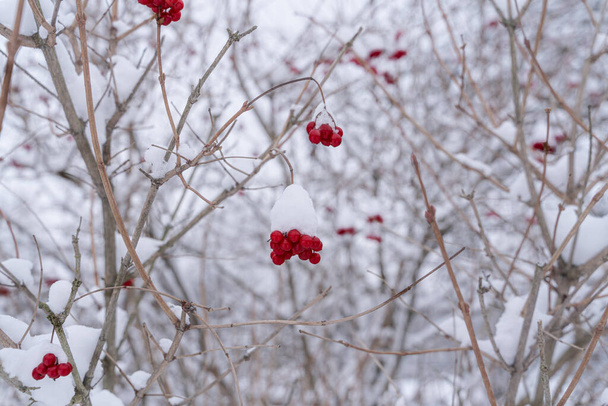Czerwone jagody róży guelder pokryte białym śniegiem w zimie. Obraz poziomy - Zdjęcie, obraz