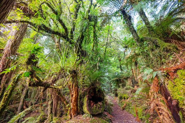 τροπικό δάσος ζούγκλας της Νέας Ζηλανδίας. Πράσινο φυσικό υπόβαθρο - Φωτογραφία, εικόνα
