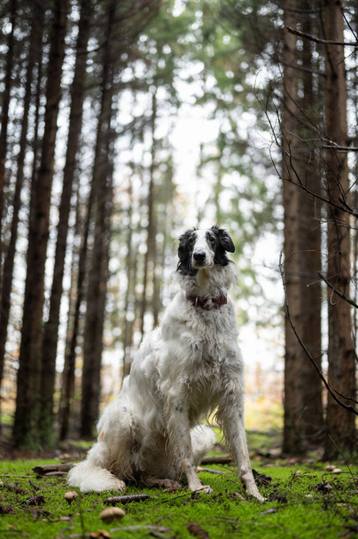 Russische wolfshond hond in groen dennenbos - Foto, afbeelding