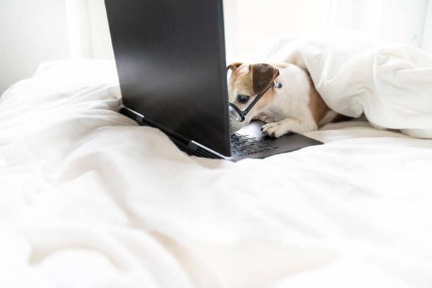 Adorable smart nerd dog carefully scrutinizes small details. Error correction. concentrated work online project. from home in white bed during lockdown quarantine. Pet in bed watching movies   - Foto, imagen