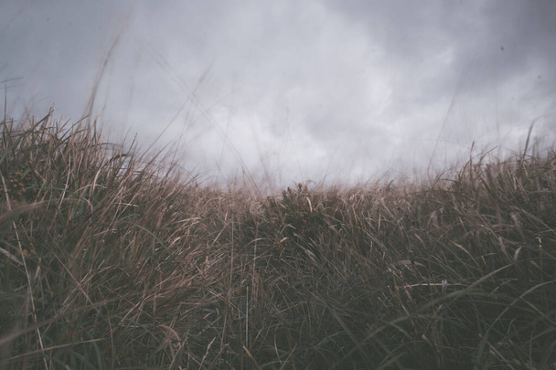 beautiful grass in the  field  - Fotografie, Obrázek