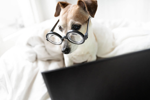 Adorable dog in glassese in bed with laptop working remotely from home due to stay home quarantine restrictions. Smart nerd entelegent look aside. White comfy bed clothes. Funny Pet watching movies  - Foto, Bild