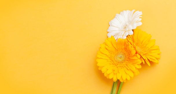 Colorful gerbera flowers over yellow background. Top view flat lay with copy space - Foto, afbeelding