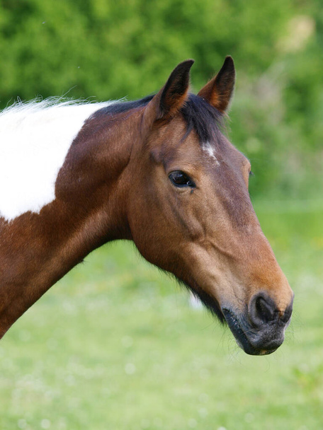 Een hoofdfoto van een behoorlijk scheef kaal paard.. - Foto, afbeelding