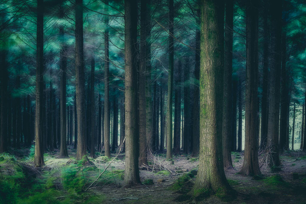 Kiefern im Wald, naturbelassene Aussicht  - Foto, Bild