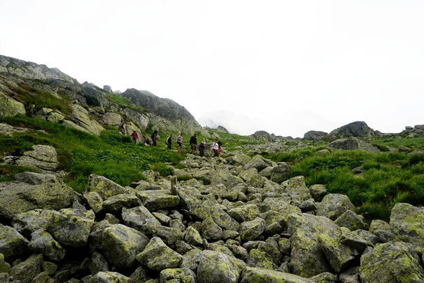  Hoge Tatra bergen landschappen, bossen, bomen, rotsen en planten, zomertijd                               - Foto, afbeelding