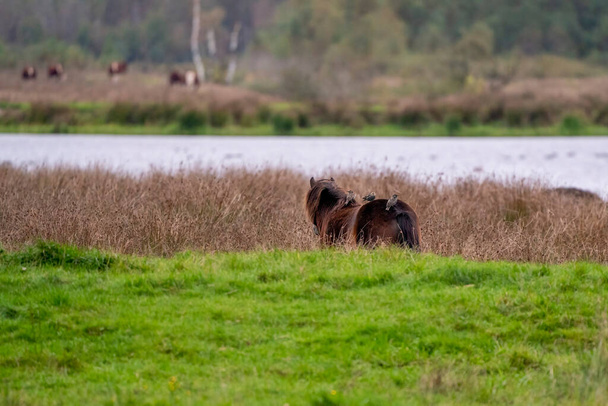 Trzy szpaki na grzbiecie brązowego dzikiego konia. Widziany od tyłu. Część konia, jezioro w tle. skupianie się na sobie - Zdjęcie, obraz