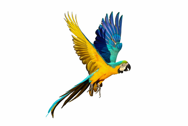 Папуга Макаве літає ізольовано на білому тлі
 - Фото, зображення