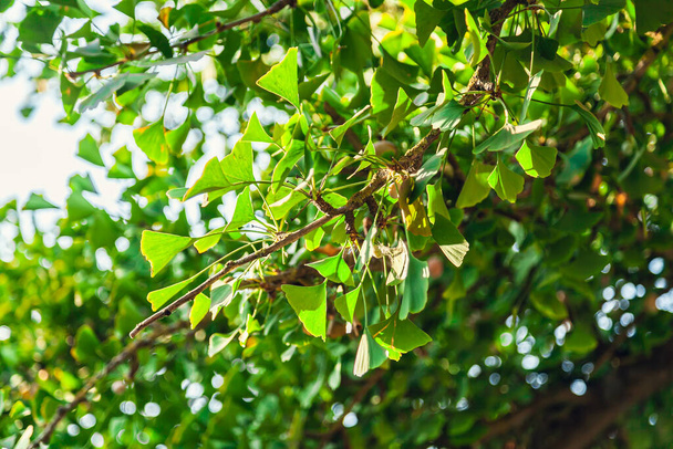 Gingko biloba feuille d'arbre dans la journée ensoleillée avec la lumière du soleil. - Photo, image