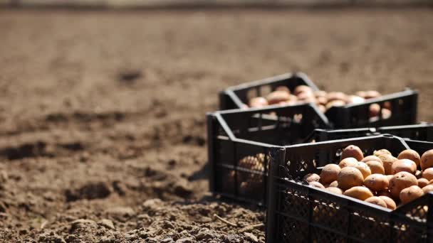 Geploegd land en aardappelknollen in een doos. Landbouw en aanplant van aardappelen. - Video