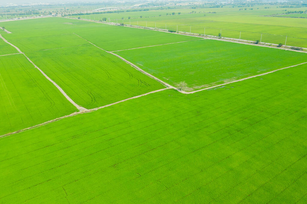 aerial view from flying drone of Field rice with landscape green pattern nature background, top view field rice - Photo, Image