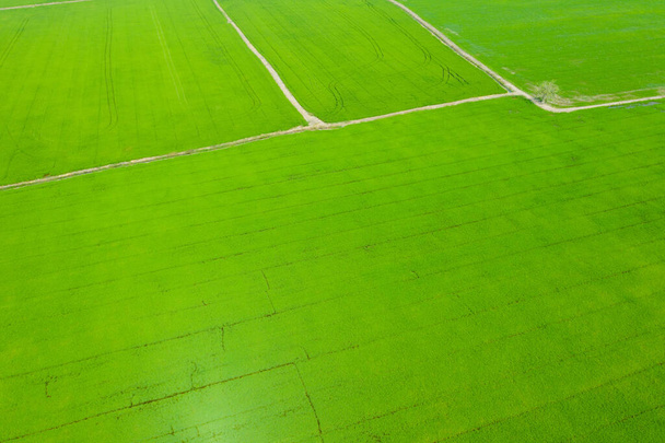 antenni näkymä lentävät drone Field riisi maisema vihreä kuvio luonto tausta, ylhäältä näkymä kenttä riisi - Valokuva, kuva