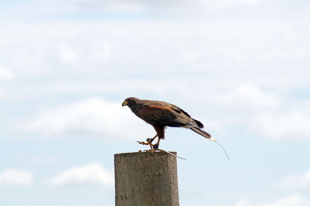 Bird Of Prey - Foto, afbeelding