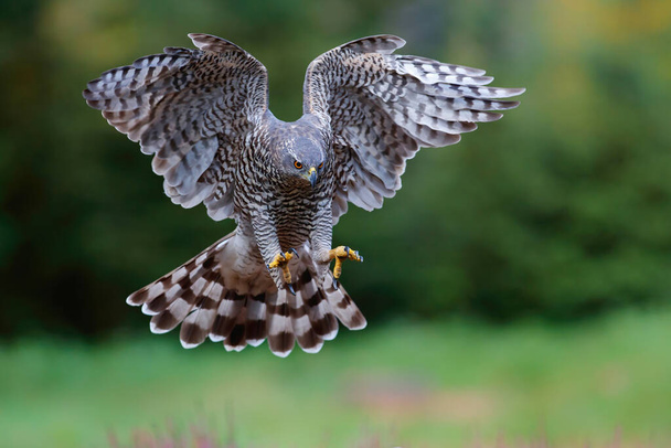 Northern Goshawk (accipiter gentilis) flying just before landing  in the forest in the Netherlands - Photo, Image