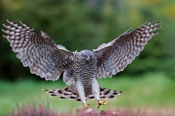 Північний Госхок (ачпітерський чоловічий ліс) летить перед посадкою в лісі (Нідерланди). - Фото, зображення