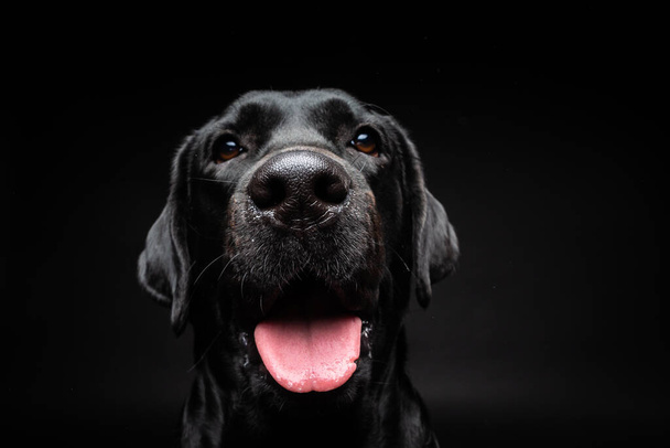 Retrato de um cão Labrador Retriever em um fundo preto isolado. A foto foi tirada em um estúdio de fotos. - Foto, Imagem
