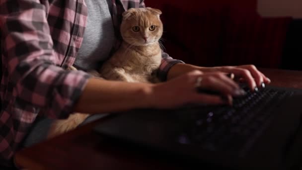 Nő visel kényelmes stílus dolgozik egy fekete notebook, laptop és macska fekszik az ölében, Munka otthonról, Maradj otthon, Coronavirus karantén, Házi feladat, szabadúszó. Otthoni munka. - Felvétel, videó
