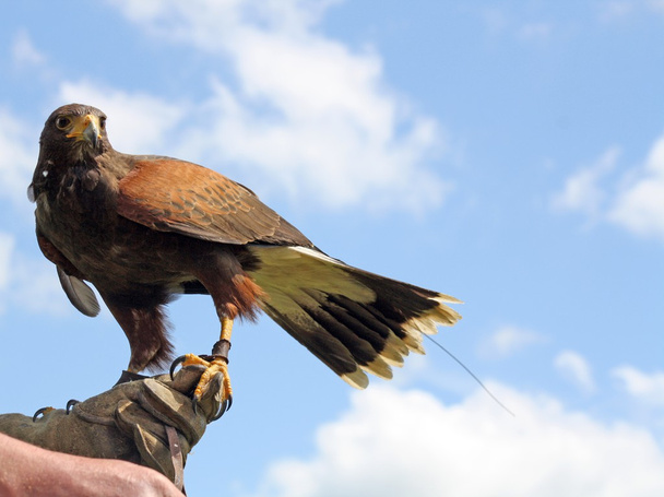 Bird of prey - Photo, Image