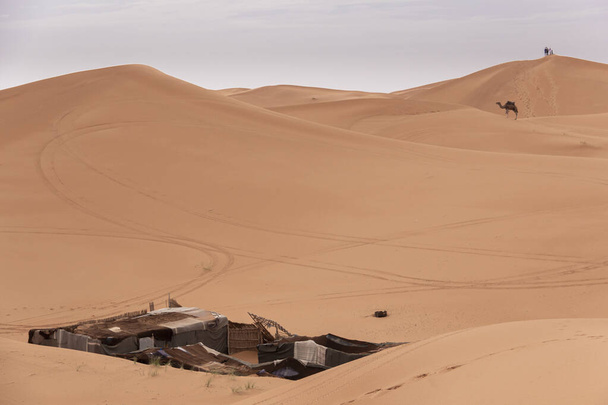campo de oásis no deserto do Saara - Foto, Imagem