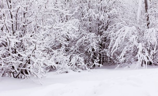 Neve e gelo rime nos ramos dos arbustos, fundo de inverno com galhos cobertos com geada - Foto, Imagem