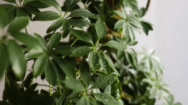 Lassú mozgás a női kéz segítségével spray öntözőpalack házi növények Schefflera növény gondozási koncepció otthon, kertész permetező a víz a szobanövények virágcserépben - Felvétel, videó