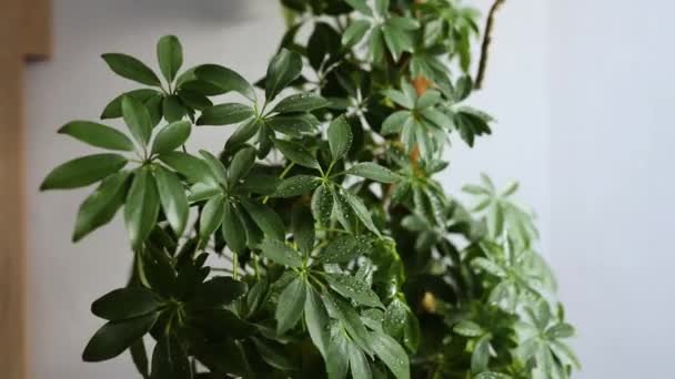 Langzame beweging van de hand van de vrouw met behulp van een spuitfles besproeiing kamerplanten Schefflera plantenverzorging concept thuis, tuinman sproeien een water op kamerplanten in bloempotten - Video