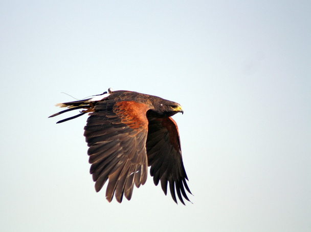 ragadozó madár - Fotó, kép