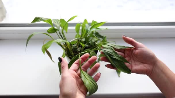 Lassú mozgás a női kéz, amely gondoskodik a rothadó spathiphylllum növények otthon, Házi növény, házi kertészkedés. - Felvétel, videó