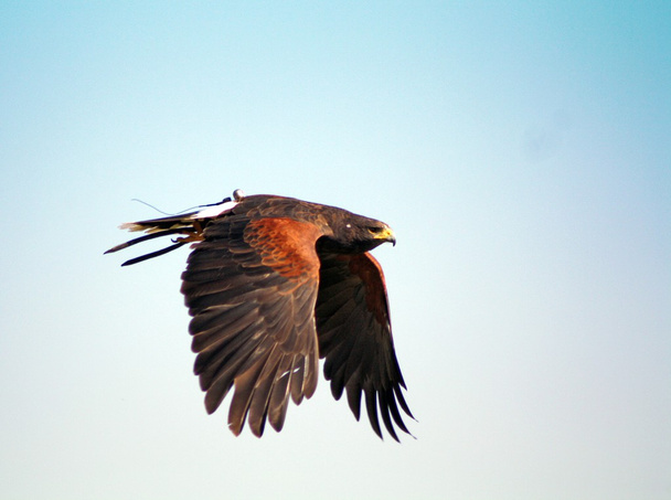 Pájaro de presa
 - Foto, Imagen