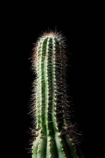 Pequeña planta de cactus contra pared negra. - Foto, Imagen