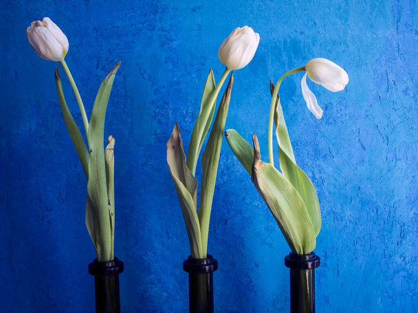Drie witte verwelkte tulpen in groene hals van de flessen op een helderblauwe betonnen achtergrond. Dode bloemen blijven mooi. Het gevoel van onvermijdelijkheid en licht verdriet. Liefde is voorbij concept - Foto, afbeelding