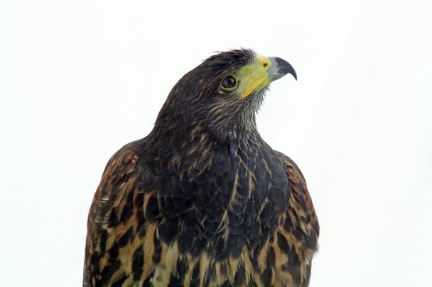 Хижий Птах
 - Фото, зображення