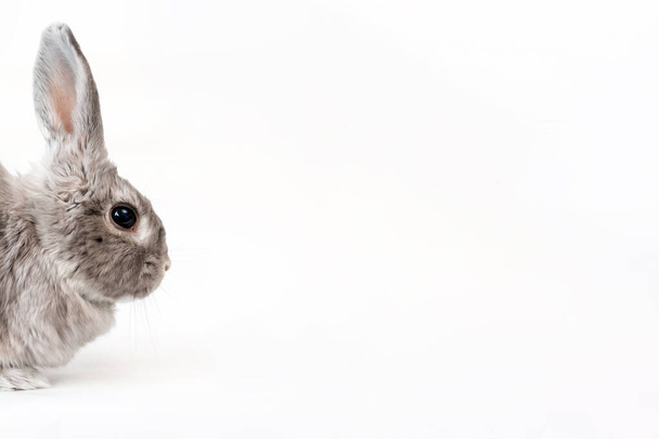Conejo gris decorativo sobre fondo blanco. Retrato del hocico en el lateral. Copiar espacio. Banner. Concepto de productos publicitarios para animales. - Foto, Imagen