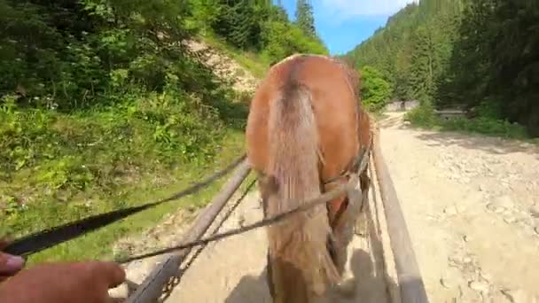 Brown horse pulling wooden cart. POV. Back view. - Footage, Video
