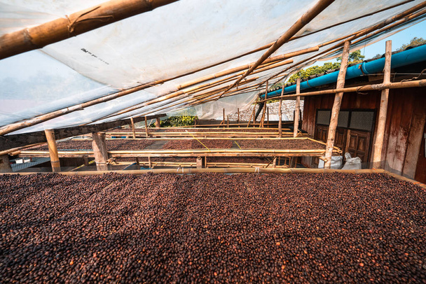 Kávová zrna se suší ve skleníku. - Fotografie, Obrázek