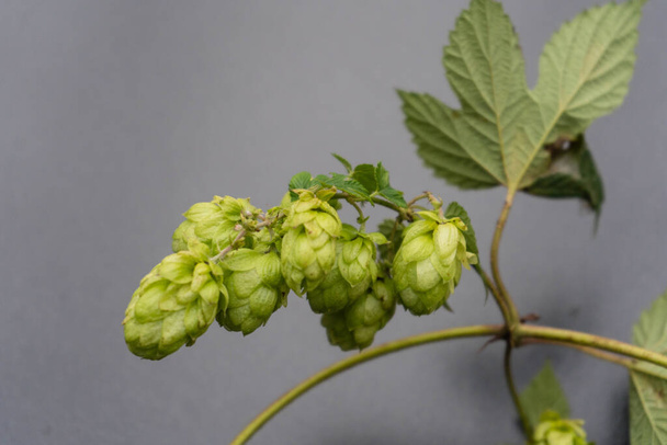 Świeże chmiel zielony składnik do warzenia piwa - Zdjęcie, obraz