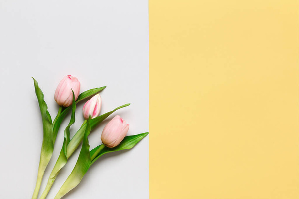 Рожеві тюльпани цвітуть на сірому і жовтому фоні. Весна 8 березня Міжнародний жіночий день народження Валентина або День матері. - Фото, зображення