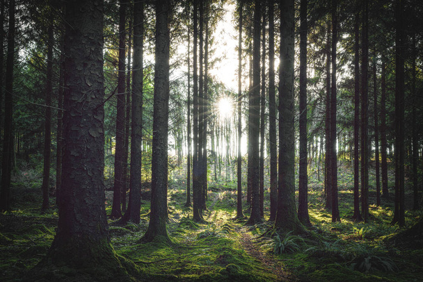 őszi erdő, Anglia, Egyesült Királyság - Fotó, kép