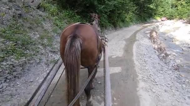 Cavallo marrone che tira carro di legno. Punto di vista. Vista posteriore. - Filmati, video