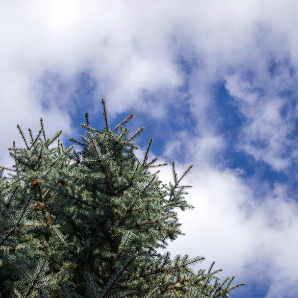 Widok z dołu niebieski świerk (znany również jako zielony, biały, Colorado, Colorado niebieski świerk lub Picea pungens) i niebo pokryte białymi chmurami. Format kwadratowy. - Zdjęcie, obraz