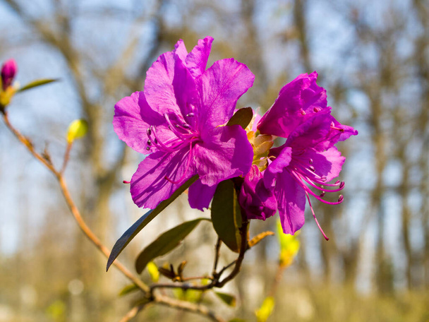 Bela flor de azálea violeta em um fundo de céu azul e árvores. Rododendro púrpura em flor. Humor de primavera. - Foto, Imagem