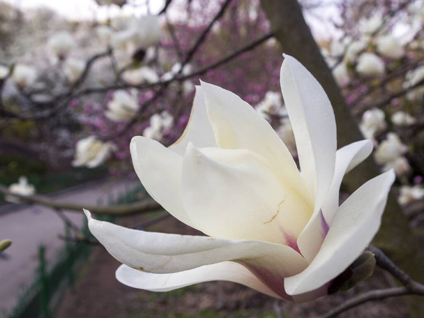Thin brown veins appeared on the white and pink magnolia flower. The first signs of wilting. The end of the flowering season. - Photo, Image
