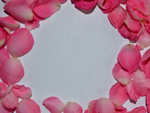 Květní lístky růžové růže izolované na bílém pozadí. Na Valentýna. Mezera pro text - Fotografie, Obrázek