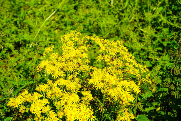 yellow flowering plant at the edge of the field - Photo, Image