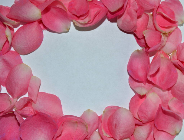Розовые лепестки роз изолированы на белом фоне. День святого Валентина. Пространство для текста - Фото, изображение