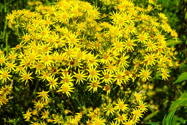 planta de floración amarilla en el borde del campo - Foto, imagen