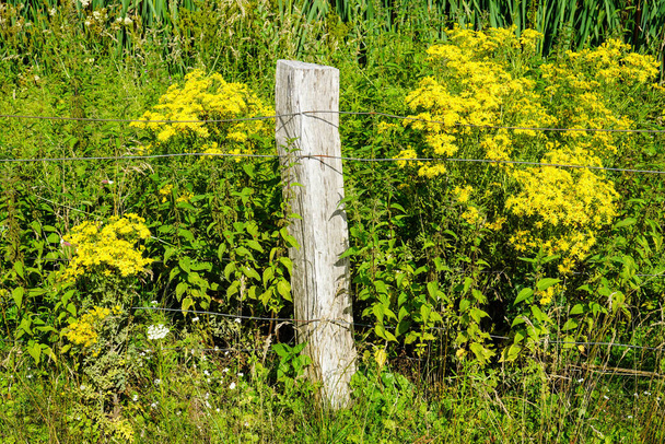 κίτρινο ανθοφόρο φυτό στην άκρη του αγρού - Φωτογραφία, εικόνα