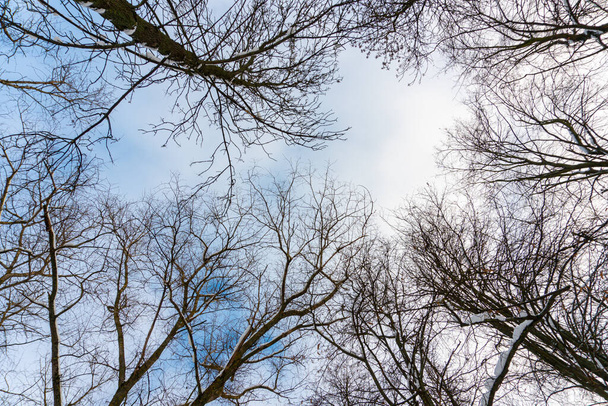Δέντρα κορώνες από κάτω προς τα πάνω το χειμώνα και μπλε άνοιξη ουρανό - Φωτογραφία, εικόνα