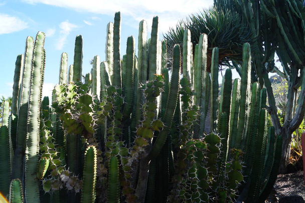 cactus plants at the canary islands - Photo, Image